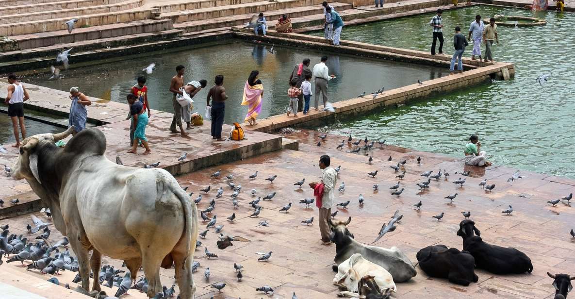 A Day Trip of Pushkar From Jaipur - The Sum Up