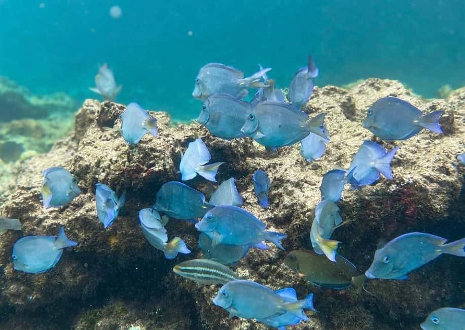 Punta Cana: Full-day Snorkelling Tour in Catalina Island - Who’s this Tour Best Suited For?