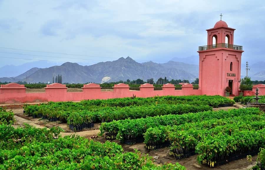 Ica: Pisco Wineries and Vineyards Day Tour - A Closer Look at the Tour Experience
