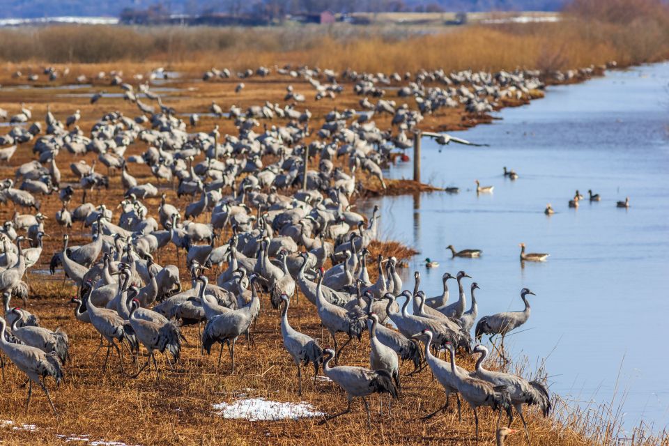 Drop Jaisalmer with Visit Osian and Khichan from Jodhpur - Practical Details and What to Expect