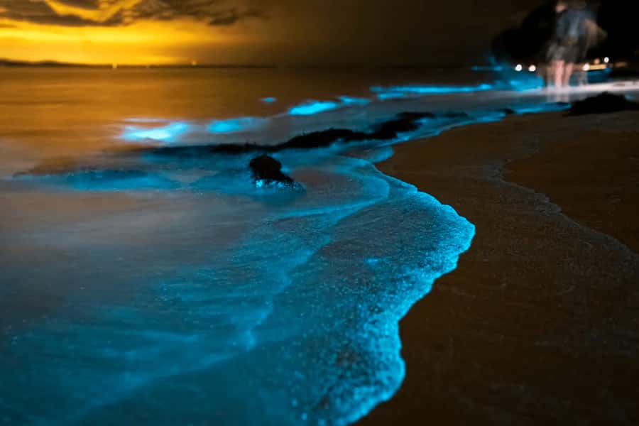 Phuket: Phang Nga Bay Bioluminescent Plankton and Sea Canoes - Exploring Phang Nga Bay: What Travelers Can Expect