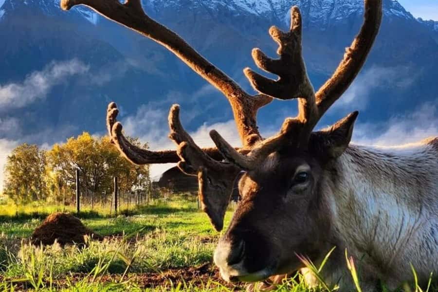 Hatcher Pass & Reindeer Adventure Tour  Anchorage Pickup - Exploring Alaska’s Wilderness and Charm