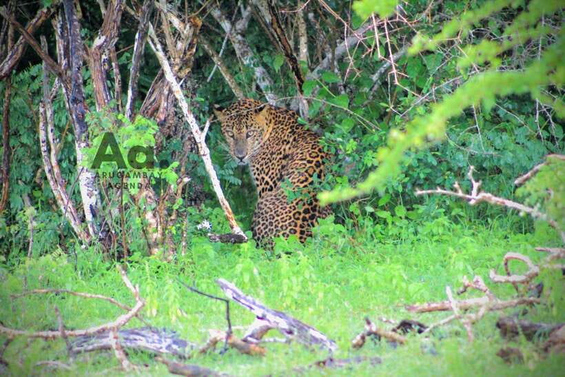 Kumana National Park : Private Half-Day Jeep Safari - Why the Guides Make a Difference