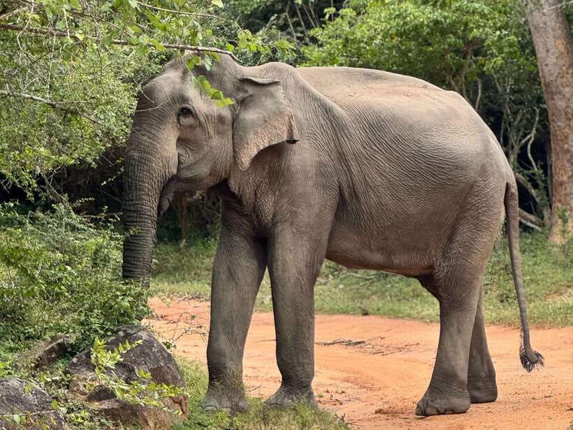 Kumana National Park : Private Half-Day Jeep Safari - Final Thoughts