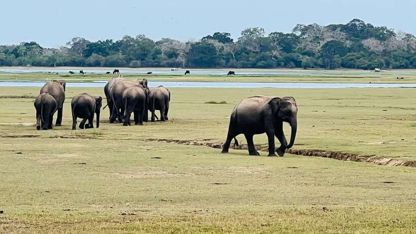 Kumana National Park : Private Half-Day Jeep Safari - Who Is This Tour Best For?