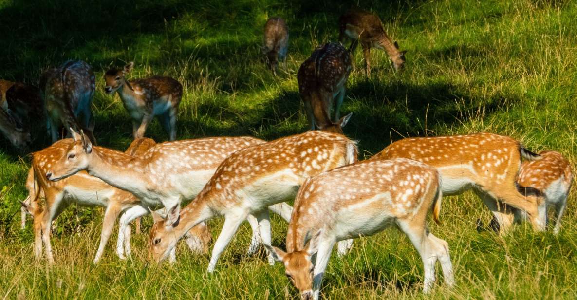 Kathmandu/Pokhara: Wildlife, Culture and Jungle Safari Tour - What’s Included and Whats Not