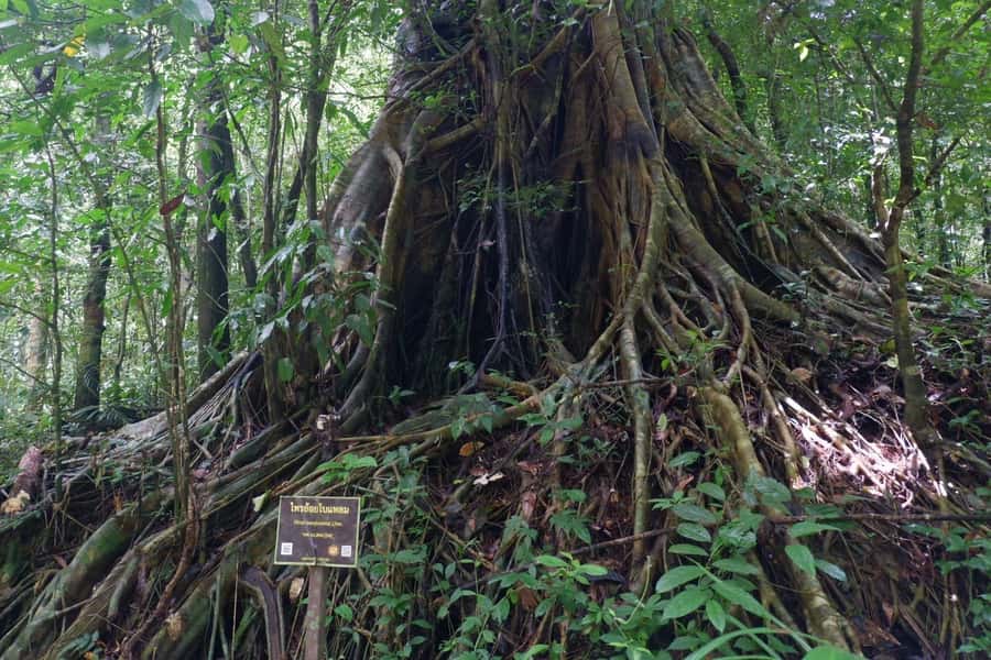 Khao Lak: Full-Day Khao Sok Jungle Walk and Canoeing Tour - What Makes This Tour Stand Out?