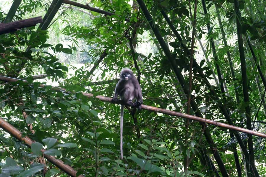 Khao Lak: Full-Day Khao Sok Jungle Walk and Canoeing Tour - An In-Depth Look at the Itinerary