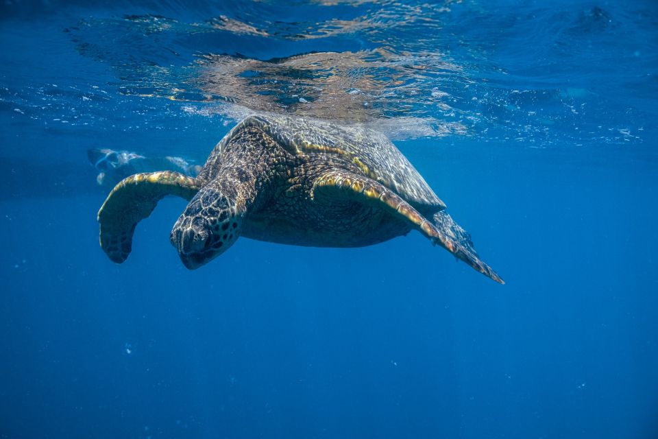 From Waikiki: Turtle Canyon Snorkeling Tour - FAQ
