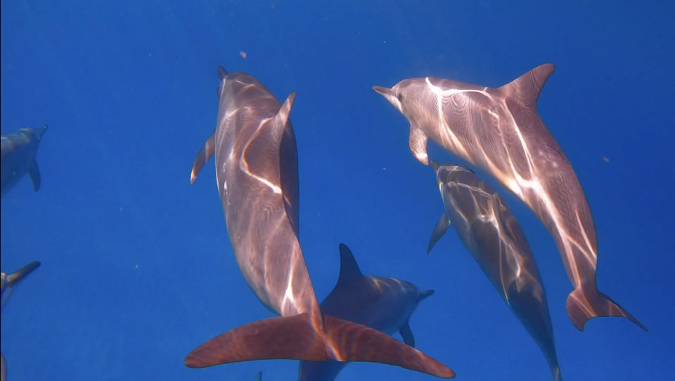 From Waikiki: Turtle Canyon Snorkeling Tour - Key Points