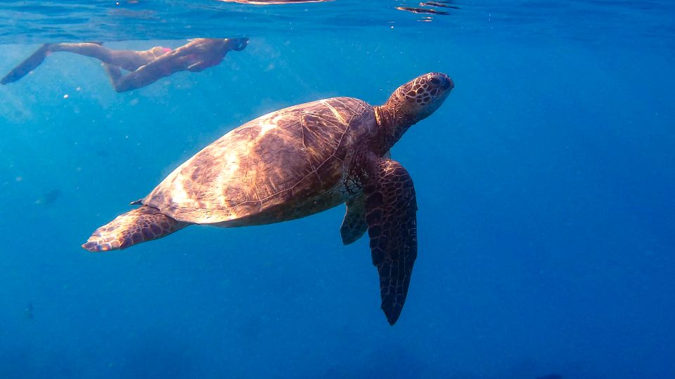 From Waikiki: Turtle Canyon Snorkeling Tour - The Sum Up