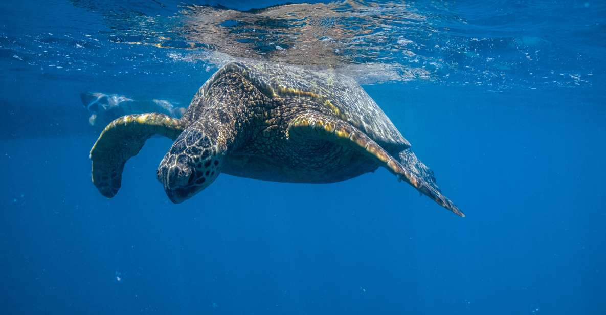 From Waikiki: Turtle Canyon Snorkeling Tour - An In-Depth Look at the Turtle Canyon Snorkeling Tour