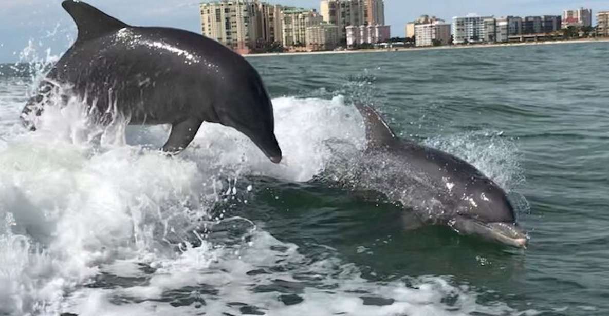 Best of Marco Dolphin Tour - A Thorough Look at the Experience