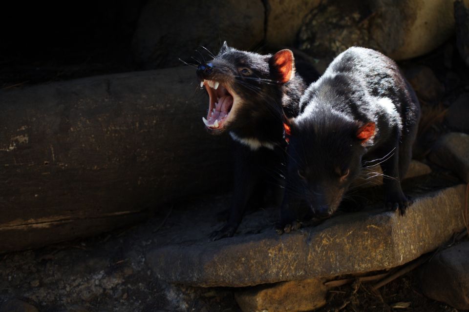 Hobart: Port Arthur, Richmond & Tassie Devil - Active Tour - Transportation & Practicalities