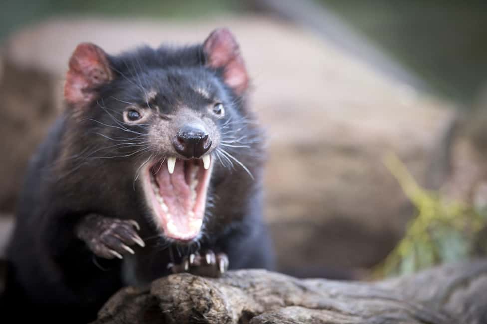 Hobart: Port Arthur, Richmond & Tassie Devil - Active Tour - Hobart: Port Arthur, Richmond & Tassie Devil - Active Tour