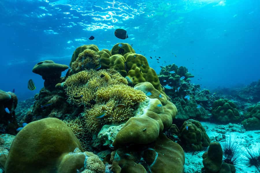 Phuket/Khao Lak: Snorkeling Trip to Phi Phi & Bamboo Islands - The Sum Up