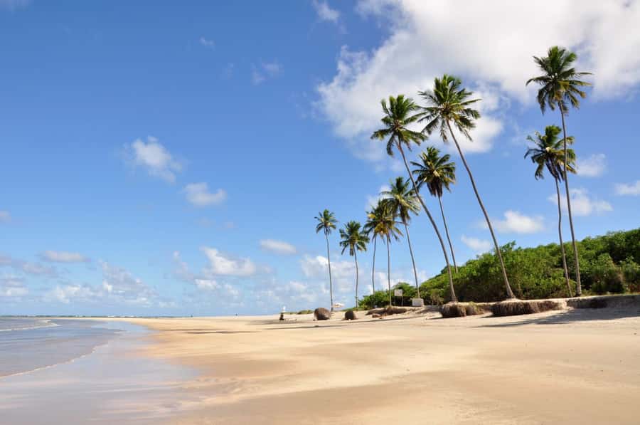 Recife: Tour to Porto de Galinhas - Who Will Love This Tour?