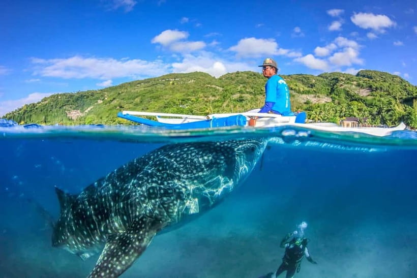 Cebu: Whale Shark, Monkey Sanctuary, & Moalboal Turtles Tour - Key Points