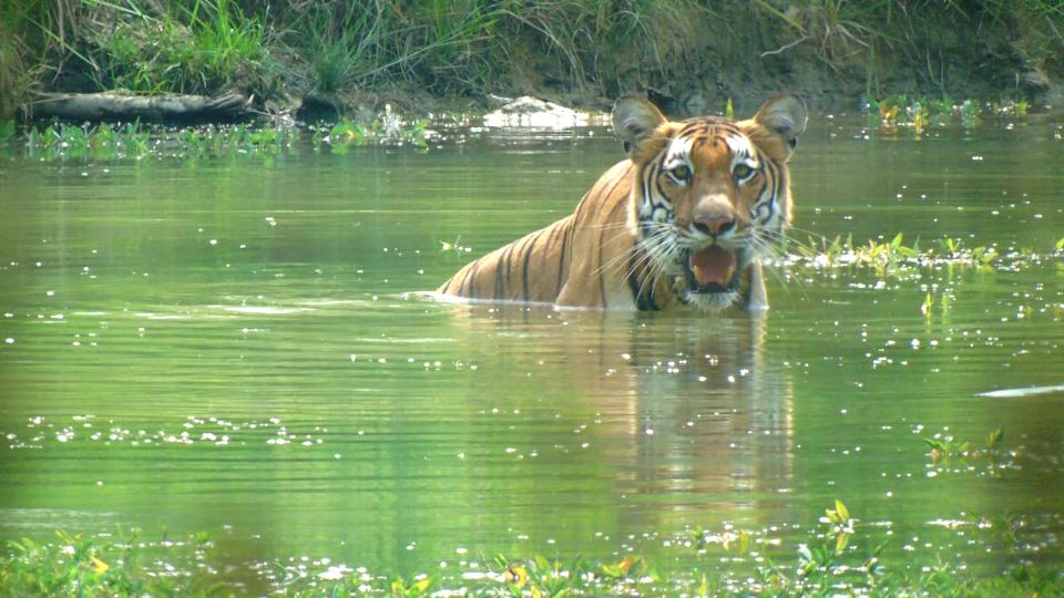 Chitwan Jungle Safari Tour: 3-Day Chitwan National Park Tour - What Makes This Tour Stand Out?