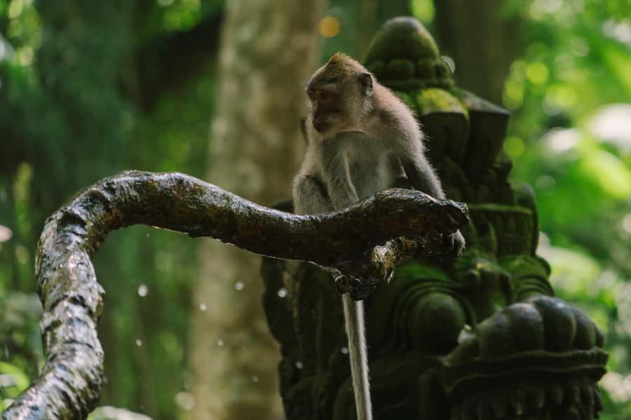 Ubud, Monkey forest, Riceterace Waterfall, Purification - An In-Depth Look at the Ubud & Beyond Experience