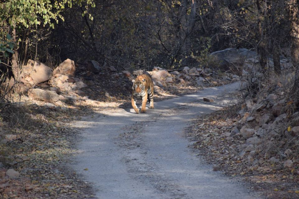 1 Night 2 Days Ranthambhore WildLife Tour From Jaipur - FAQ: Practical Questions about the Ranthambore Tour