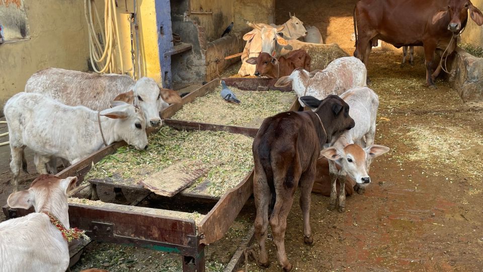 Delhi in a day : Explore the culture of the city - Key Points