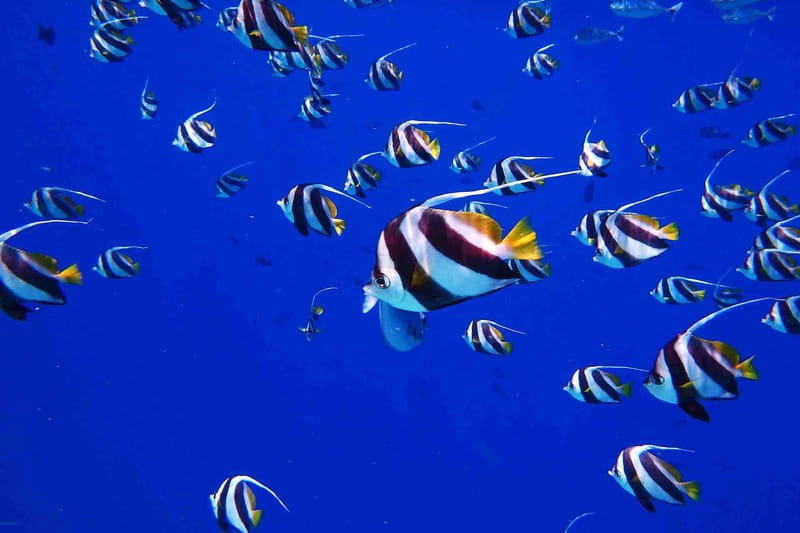 From Tulum: Cenote Riviera Maya & Snorkel Excursion - FAQs