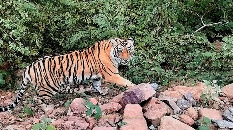 From Delhi: 3 Days Golden Triangle Tour With Tiger Safari - The Practical Side: Value, Pricing, and Booking