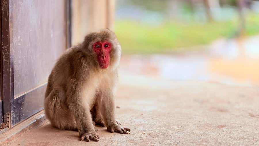 Fushimi Inari - Arashiyama: Torii Gates, Bamboo, Monkey Park - How the Tour Works in Practice