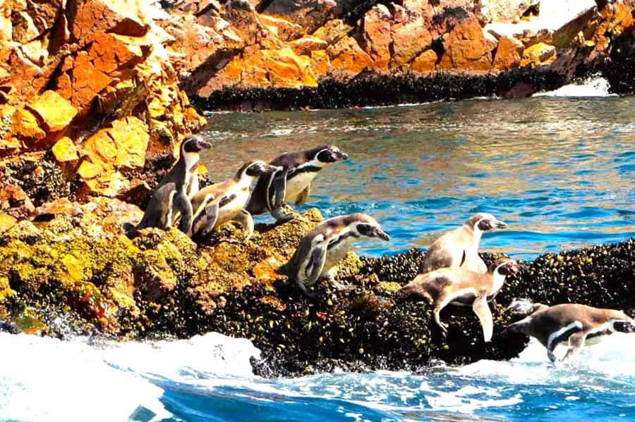 From Lima:Paracas Ballestas Islands and Ica Oasis 1 day Tour - The Practicalities & Value