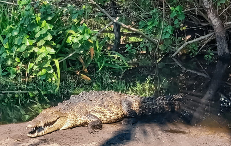 From Huatulco: Crocodiles and Turtles Eco Tour - Who Should Consider This Tour?