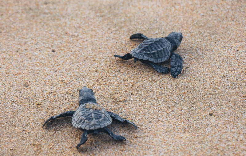 From Huatulco: Crocodiles and Turtles Eco Tour - From Huatulco: Crocodiles and Turtles Eco Tour – A Deep Dive into Nature in Oaxaca