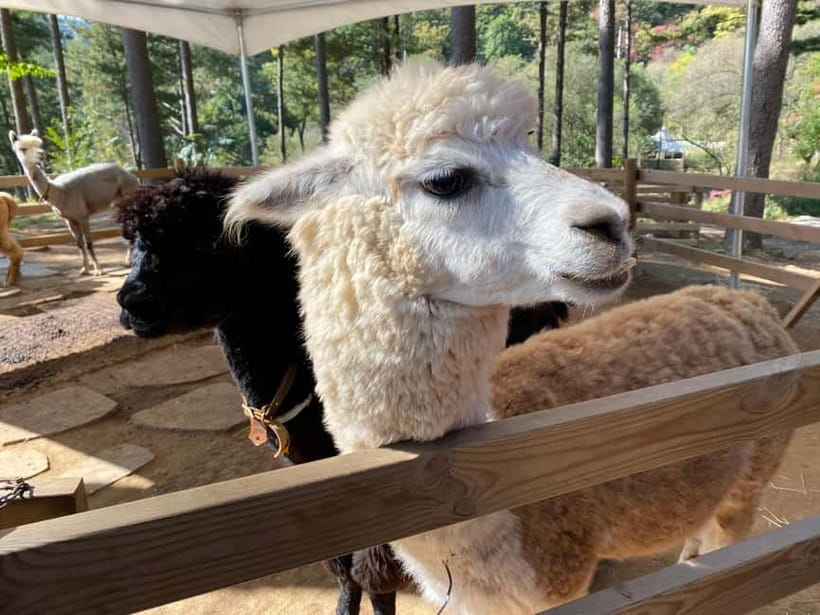 Snowy Land, Alpaca World, and Strawberry Picking - Strawberry Picking and Jam Making