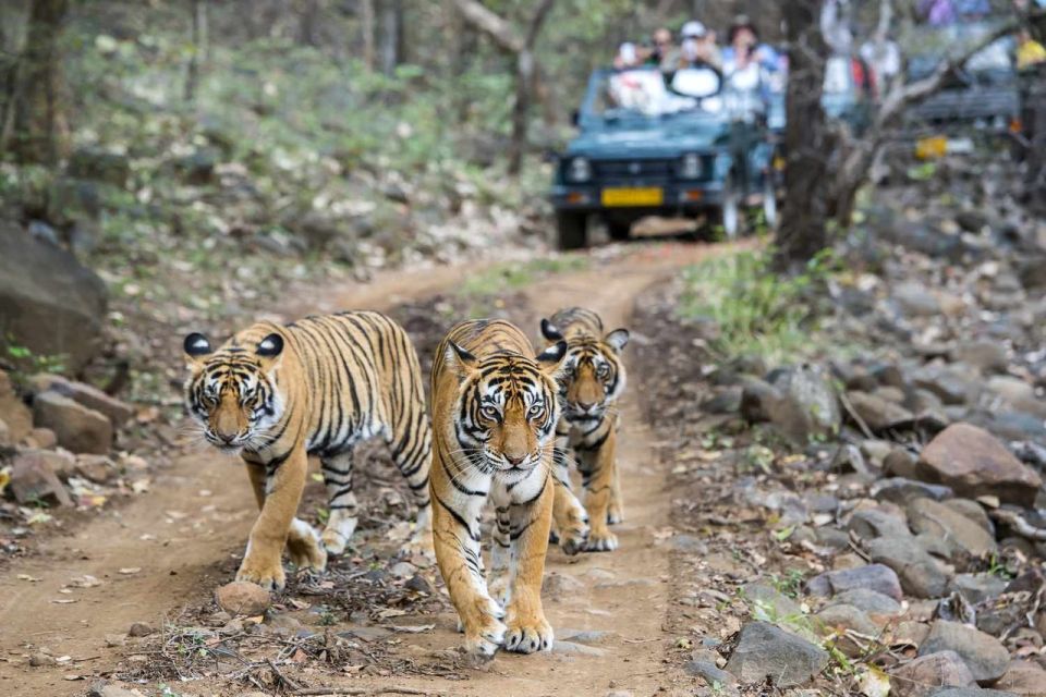 From Delhi: 6-Day Golden Triangle Tour with Ranthambore - A Full Breakdown of the 6-Day Itinerary