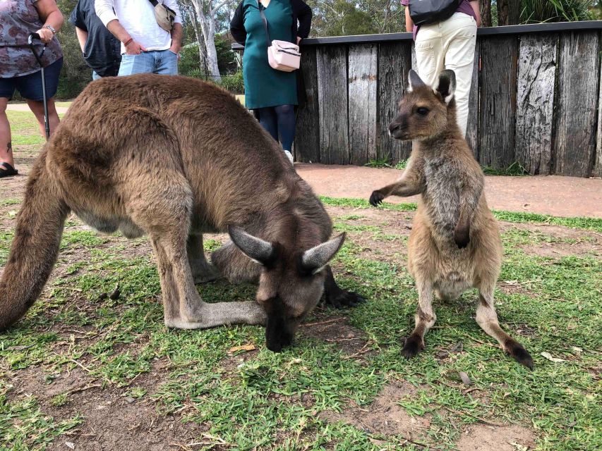 From Haymarket: Hunter Valley Wine and Wildlife Day Trip - Who This Tour Is Best For