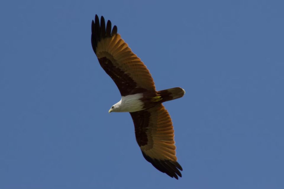 Ko Lanta: Mangrove Kayaking, Ko Talabeng, & Skull Island - Good To Know