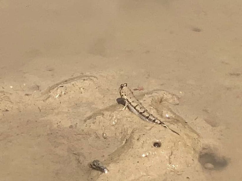 Ko Lanta: Mangrove Kayaking, Ko Talabeng, & Skull Island - FAQ