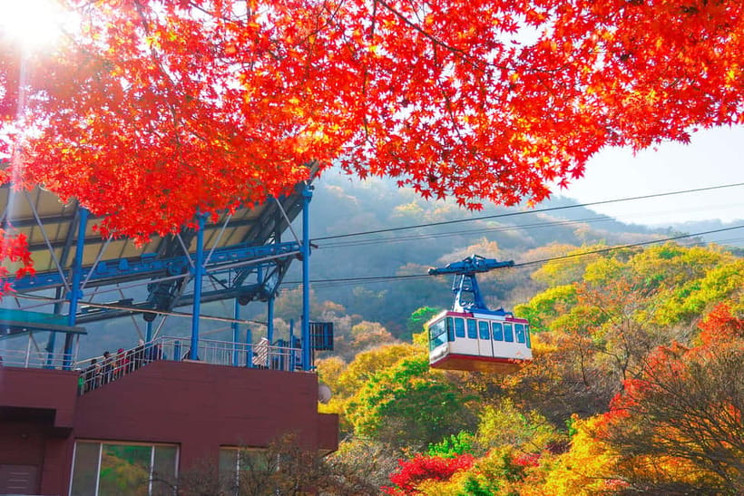 Seoul: Naejangsan National Park Autumn Foliage One Day Tour - FAQ
