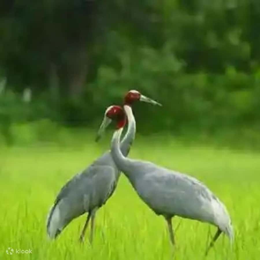 Taj Mahal & Elephant SOS Overnight Tour From Delhi Overnight - Return to Delhi: Wrapping Up and Reflecting