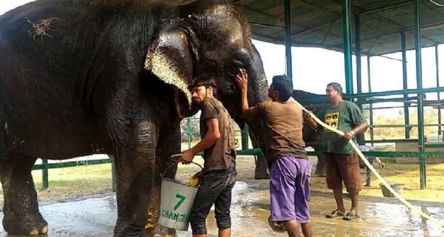 Taj Mahal & Elephant SOS Overnight Tour From Delhi Overnight - Sunrise at the Taj Mahal: A Once-in-a-Lifetime View