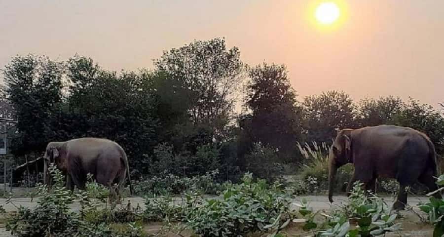 Taj Mahal & Elephant SOS Overnight Tour From Delhi Overnight - Overnight in Agra: Rest and Relaxation