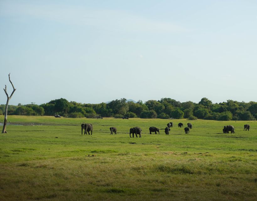 Polonnaruwa Ancient City & Minneriya Safari Combo Tour - Transportation & Practicalities