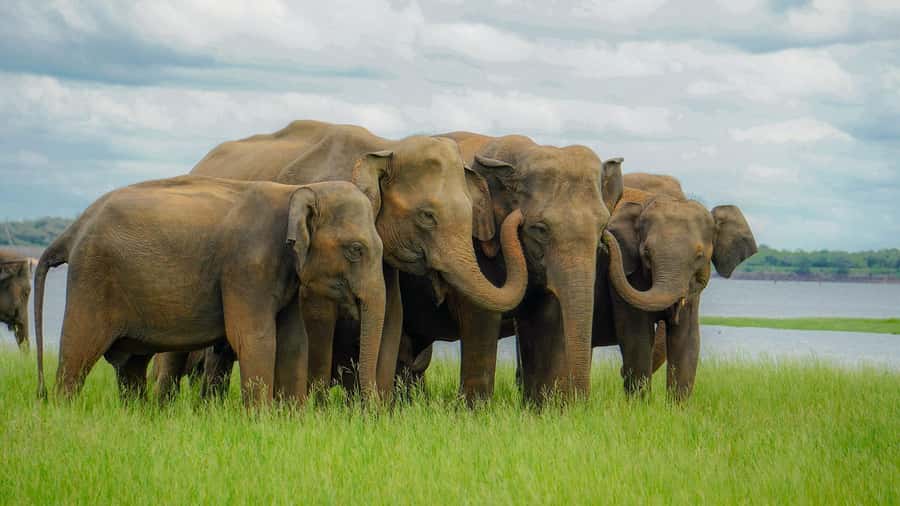 Polonnaruwa Ancient City & Minneriya Safari Combo Tour - FAQ