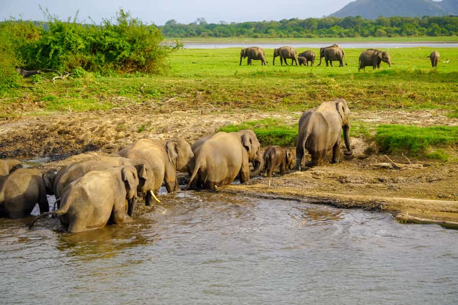 Polonnaruwa Ancient City & Minneriya Safari Combo Tour - Final Thoughts