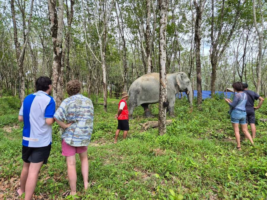 Khao Lak: Highlights with Temple, Turtles & Elephants Tours - Frequently Asked Questions