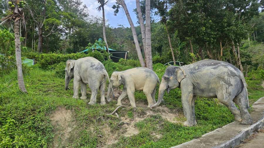 Khao Lak: Highlights with Temple, Turtles & Elephants Tours - Final Thoughts