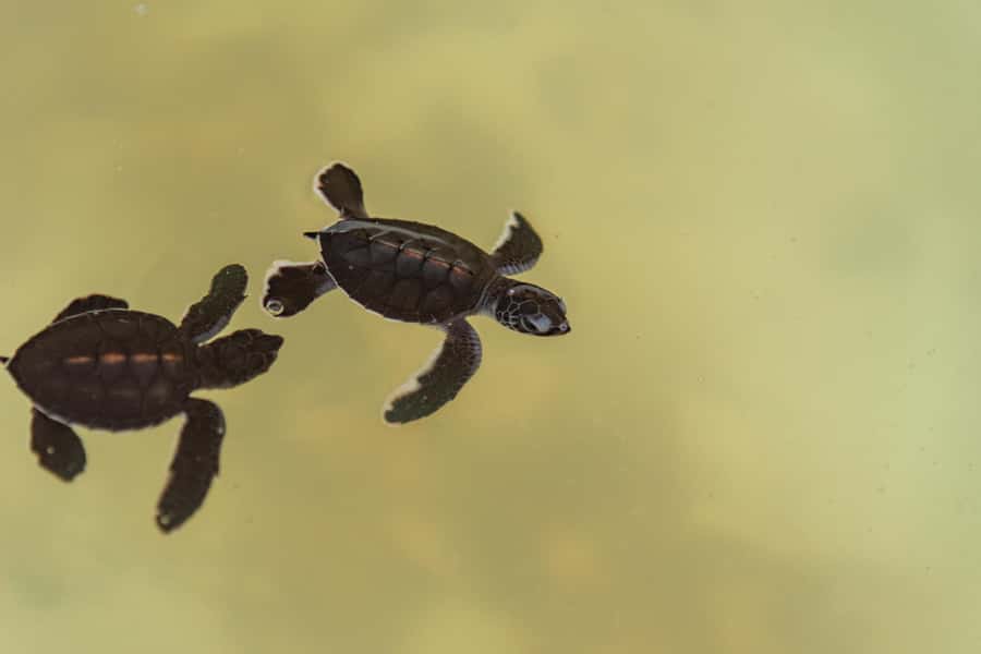 Khao Lak: Highlights with Temple, Turtles & Elephants Tours - Practical Tips for the Tour