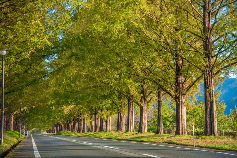 Busan: Damyang Juknokwon Bamboo Forest & Metasequoia Road - Discovering Damyang: A Nature Lover’s Escape from Busan