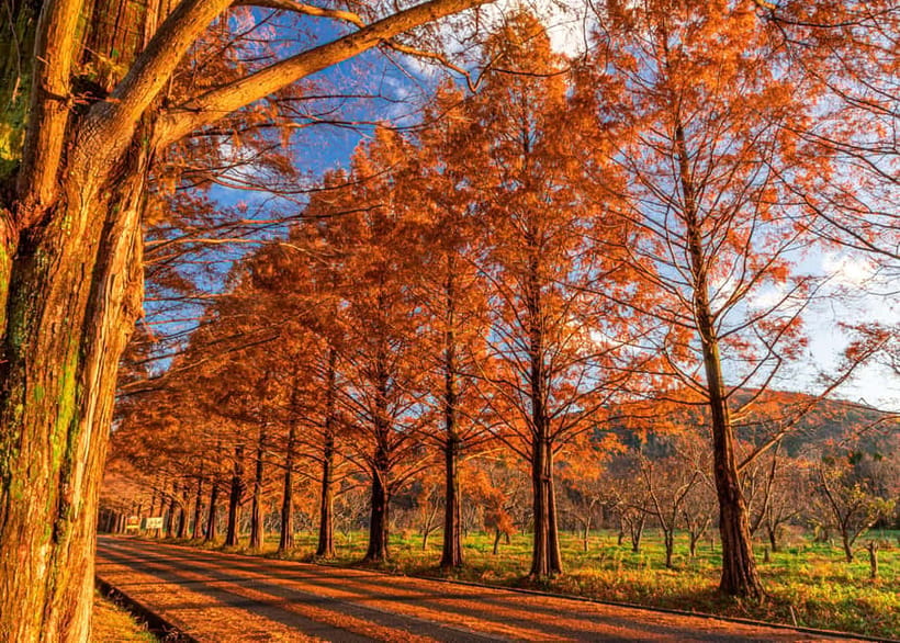 Busan: Damyang Juknokwon Bamboo Forest & Metasequoia Road - Practical Details and What You Need to Know