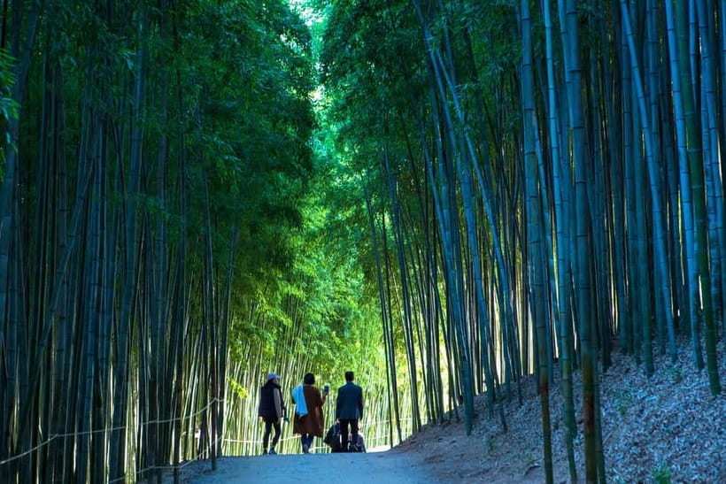Busan: Damyang Juknokwon Bamboo Forest & Metasequoia Road - The Metasequoia Road: A Fairytale in Nature